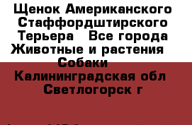 Щенок Американского Стаффордштирского Терьера - Все города Животные и растения » Собаки   . Калининградская обл.,Светлогорск г.